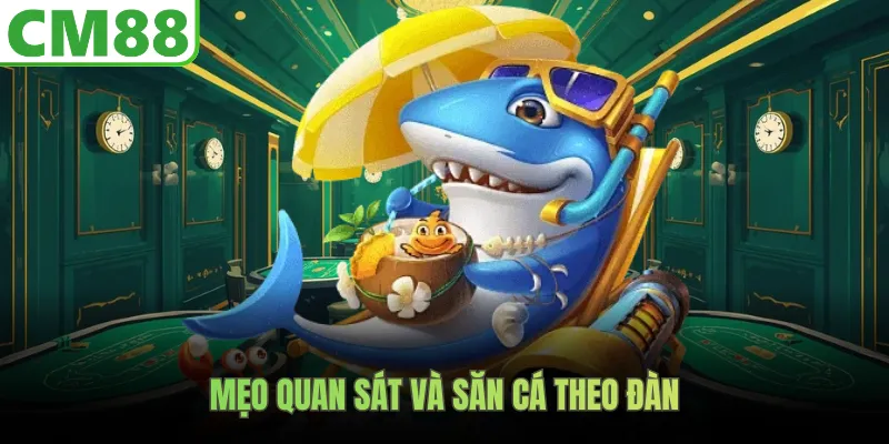 Mẹo quan sát và săn cá theo đàn